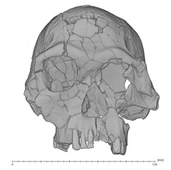 KNM-ER-1813 Homo habilis cranium medical ct anterior
