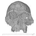 KNM-ER-1813_Homo_habilis_cranium_medical_ct_anterior.jpg