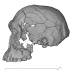 KNM-ER-1813 Homo habilis cranium medical ct lateral