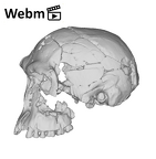 KNM-ER-1813 Homo habilis cranium medical ct movie
