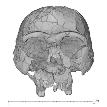 KNM-ER 3733 Homo erectus cranium medical ct anterior