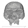 KNM-ER 3733 Homo erectus cranium medical ct anterior