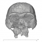 KNM-ER 3733 H. erectus cranium medical ct