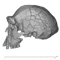KNM-ER 3733 Homo erectus cranium medical ct lateral