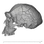 KNM-ER 3733 Homo erectus cranium medical ct lateral