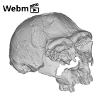 KNM-ER 3733 Homo erectus cranium medical ct movie