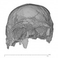 KNM-ER 3883 Homo erectus cranium medical ct anterior