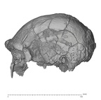 KNM-ER 3883 Homo erectus cranium medical ct lateral fixed