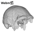 KNM-ER 3883 Homo erectus cranium medical ct movie