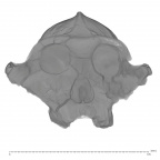 KNM-ER 406 P. boisei cranium medical ct
