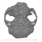 KNM-ER 406 P. boisei cranium medical ct inferior