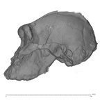 KNM-ER 406 P. boisei cranium medical ct lateral