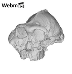 KNM-ER 406 P. boisei cranium medical ct ply movie