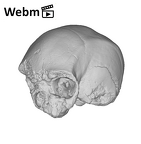 KNM-ES 11693 Homo sp. cranium medical ct movie