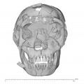 KNM-WT 15000 Homo erectus skull medical ct anterior