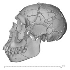 KNM-WT 15000 Homo erectus skull medical ct lateral