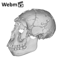KNM-WT 15000 Homo erectus skull medical ct movie