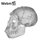 KNM-WT 15000 Homo erectus skull medical ct movie