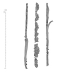 KNM-WT 15000 Homo erectus vertebrae and ribs medical ct view 2