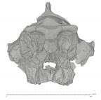 KNM-WT 17000 P. aethiopicus cranium medical ct