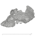KNM-WT 17000 Paranthropus aethiopicus cranium medical ct lateral
