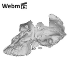 KNM-WT 17000 Paranthropus aethiopicus cranium medical ct movie