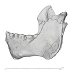 KNM-WT 60000 Homo rudolfensis mandible medical ct lateral