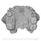 KNM-WT 62000 Homo rudolfensis maxilla medical ct inferior