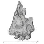 KNM-WT 62000 Homo rudolfensis maxilla medical ct lateral