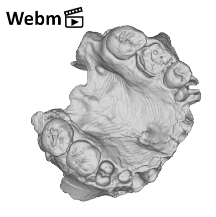 KNM-WT 62000 Homo rudolfensis maxilla medical ct movie