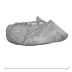 KNM BK 67 Homo erectus mandible high res lateral