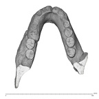 KNM BK 67 Homo erectus mandible high res superior