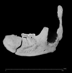 KNM-BK 67 Homo erectus mandible overview ct slice