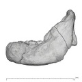 KNM-BK 67 Homo erectus mandible overview lateral