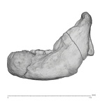 KNM-BK 67 Homo erectus mandible overview lateral