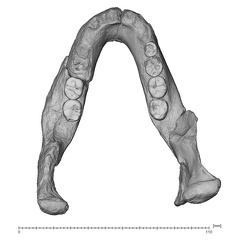 KNM-BK 67 Homo erectus mandible overview superior