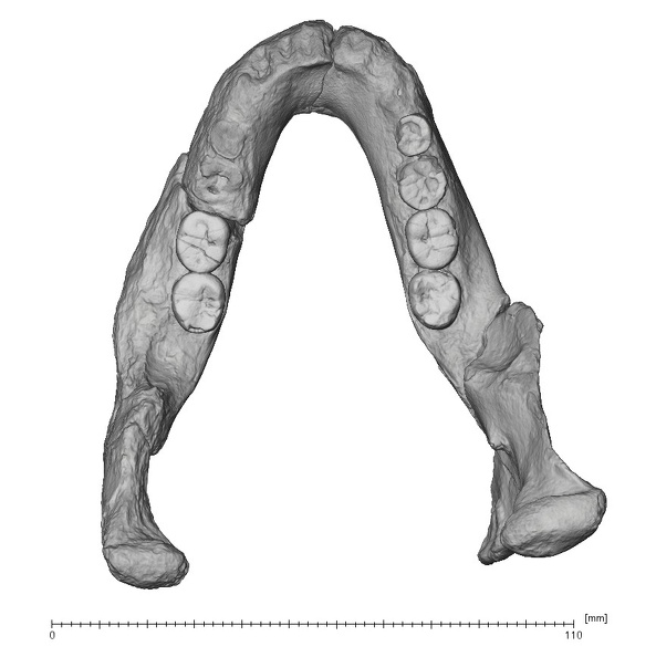 KNM-BK 67 Homo erectus mandible overview superior