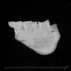 KNM-BK 8518 Homo erectus mandible ct slice