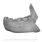 KNM-BK 8518 Homo erectus mandible lateral