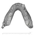 KNM-BK 8518 Homo erectus mandible superior