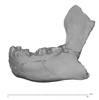 KNM-BK 8518 Homo erectus mandible overview lateral