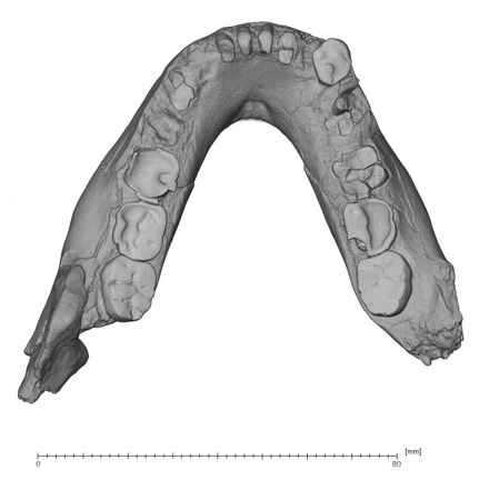 KNM-BK 8518 Homo erectus mandible overview superior