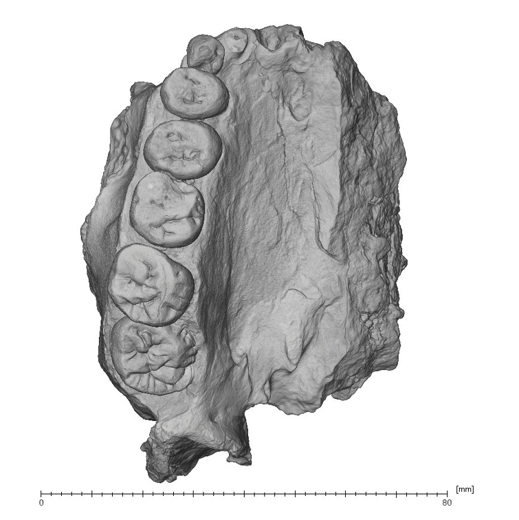 KNM-CH1B Paranthropus boisei right maxilla inferior