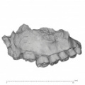 KNM-CH1B Paranthropus boisei right maxilla lateral
