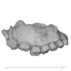 KNM-CH1B Paranthropus boisei right maxilla lateral