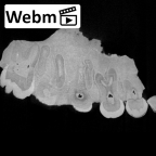 KNM-CH1B Paranthropus boisei right maxilla ct stack movie