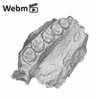 KNM-CH1B Paranthropus boisei right maxilla ply movie