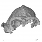 KNM-ER 13750 P. boisei cranium