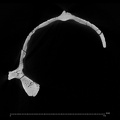 KNM-ER 13750 Paranthropus boisei cranium ct slice