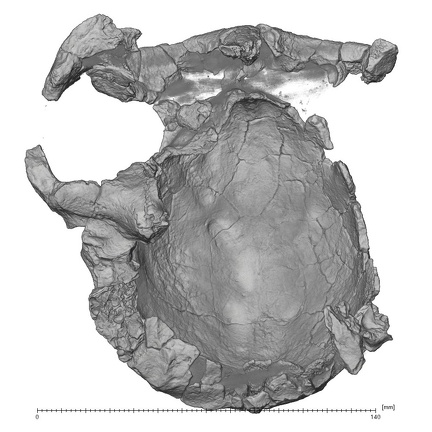 KNM-ER 13750 Paranthropus boisei cranium inferior
